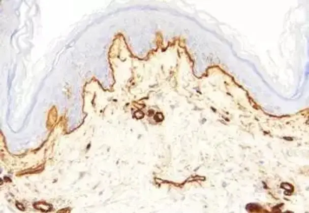 Caspase-3/7 Inhibitor I - 10mM (in 1 mL DMSO)