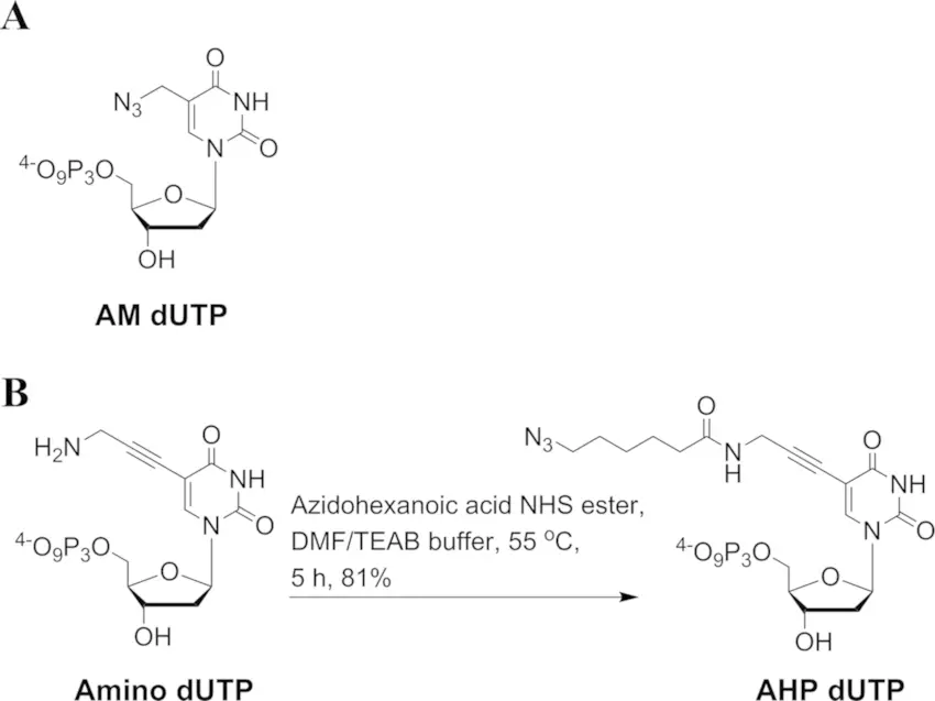 2'-Azido-dCTP - 50  µL